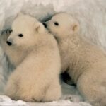 逐梦国际娱乐:开启你的梦想娱乐新体验 04j5e1y