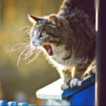 CG电游与电子竞技的结合:新兴竞技平台 3m56a3un5