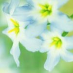 豪门国际pg:解密顶级豪门的奢华与魅力 t4z19i